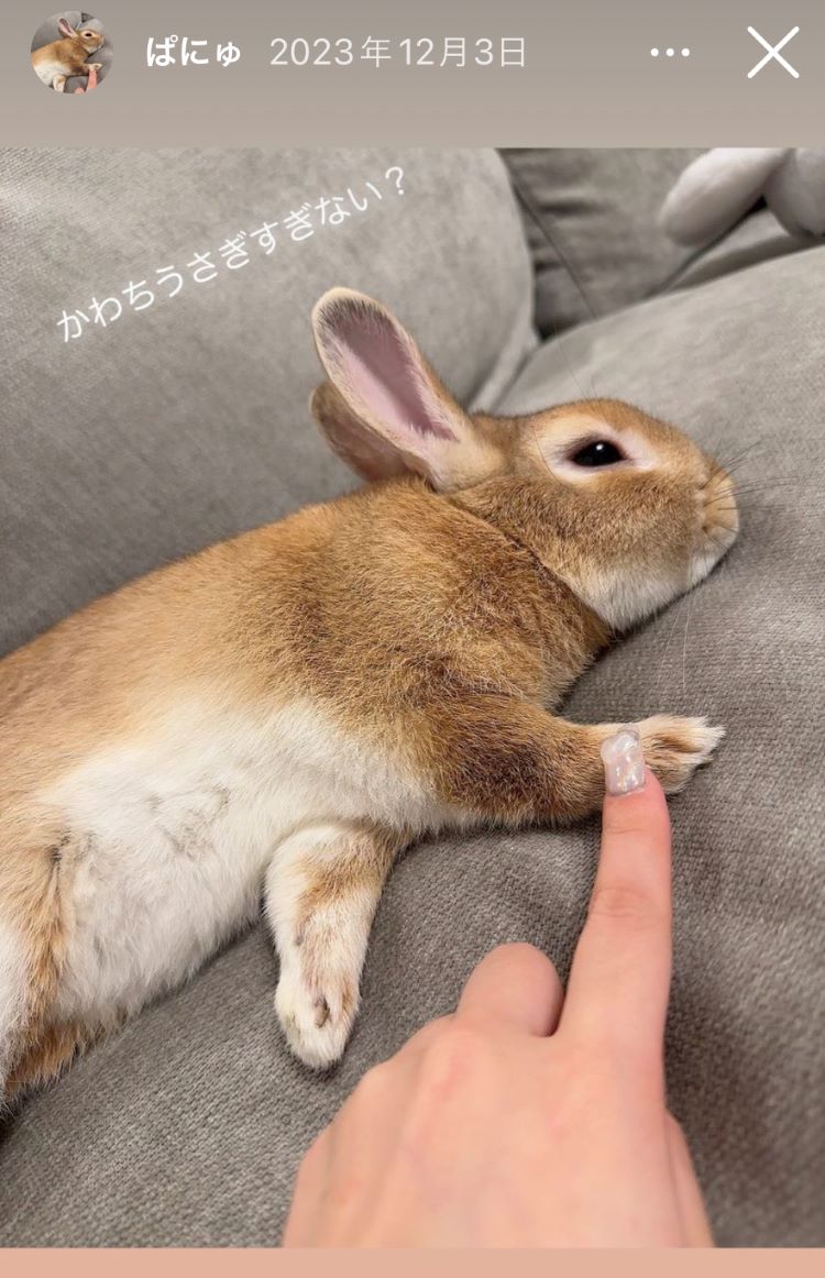 佐藤くるみが飼っているうさぎ