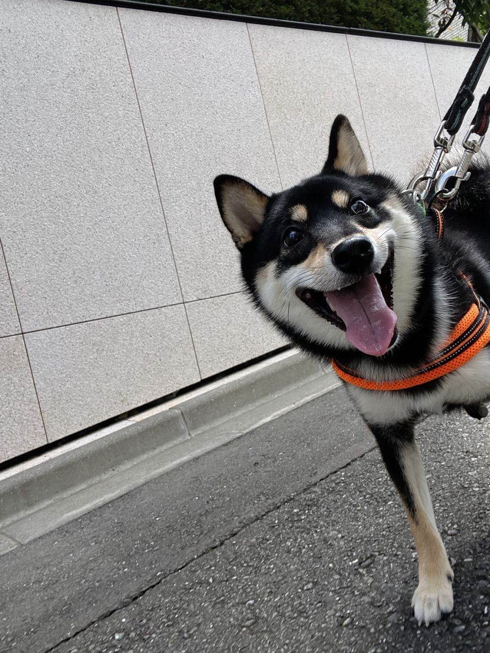 矢神サラの愛犬